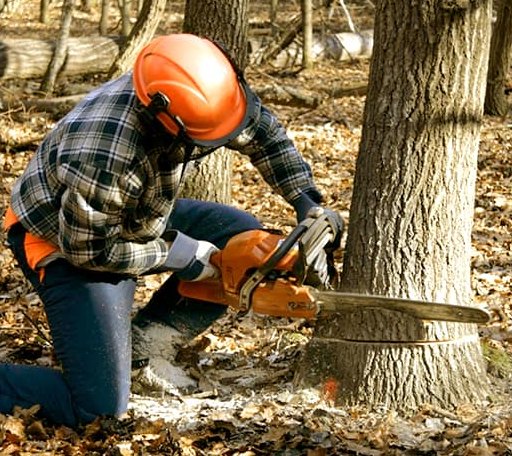 Tree Removal in Fort Bridger, WY